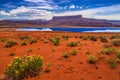 Wild Flowers near Evaporation Ponds - Potash Road in Moab Utah