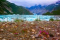 Wild flowers near Mc'Bride glacier in Glacier Bay National Park. Royalty Free Stock Photo