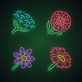 Wild flowers neon light icons set. Cow parsnip, candytuft, coreopsis, blanket flower. Blooming wildflowers, weed. Field