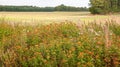 Wild flowers next to an agricultural field in Denmark Royalty Free Stock Photo