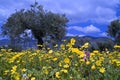 Wild flowers in olive grove Royalty Free Stock Photo