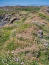 Wild flowers on the Pembrokeshire Coast Path Royalty Free Stock Photo