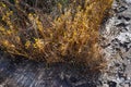 Wild flowers in Pha Mon area at Pha Taem National Park Ubon Ratchathani Province, Thailand