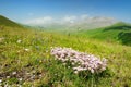 Wild flowers of Piano Grande, large karstic plateau of Monti Sibillini mountains. Beautiful green fields of the Monti Sibillini Royalty Free Stock Photo