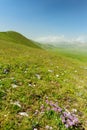 Wild flowers of Piano Grande, large karstic plateau of Monti Sibillini mountains. Beautiful green fields of the Monti Sibillini Royalty Free Stock Photo