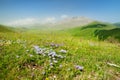 Wild flowers of Piano Grande, large karstic plateau of Monti Sibillini mountains. Beautiful green fields of the Monti Sibillini Royalty Free Stock Photo