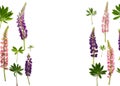 Wild flowers pink and violet lupin Lupinus albus on a white background with space for text. Top view, flat lay Royalty Free Stock Photo