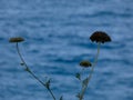 Wild flowers and plants on the cliffs of the Costa Brava