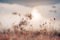 Wild flowers and plants dandelions in sunlight Royalty Free Stock Photo