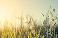 Wild flowers and plants dandelions Royalty Free Stock Photo