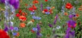 Wild flowers - poppies, cornflowers, daisies in the meadow