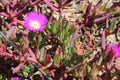 wild flowers in a prairie in kangaroo island (australia) Royalty Free Stock Photo