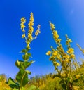 wild flowers in prairie at summer day Royalty Free Stock Photo