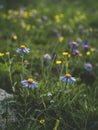 Wild flowers purple daisies on a mountain meadow Royalty Free Stock Photo