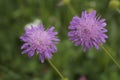 Purple pincushions Scabiosa ochroleuca Royalty Free Stock Photo