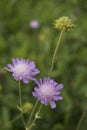 Purple pincushions Scabiosa ochroleuca Royalty Free Stock Photo