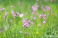 Wild flowers - ragged robin or Lychnis flos-cuculi, growing in a meadow