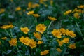 Wild flowers in rainy day. Marsh marigold blooming with green leaves in spring in Switzerland Royalty Free Stock Photo