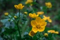 Wild flowers in rainy day. Marsh marigold blooming with green leaves in spring in Switzerland Royalty Free Stock Photo