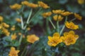 Wild flowers in rainy day. Marsh marigold blooming with green leaves in spring in Switzerland Royalty Free Stock Photo