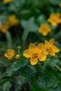 Wild flowers in rainy day. Marsh marigold blooming with green leaves in spring in Switzerland Royalty Free Stock Photo