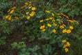 Wild flowers in rainy day. Marsh marigold blooming with green leaves in spring in Switzerland Royalty Free Stock Photo