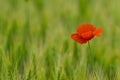 Wild flowers red poppies in wheat field, blurred background Royalty Free Stock Photo