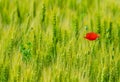 Wild flowers red poppies in wheat field, blurred background Royalty Free Stock Photo