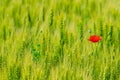 Wild flowers red poppies in wheat field, blurred background Royalty Free Stock Photo