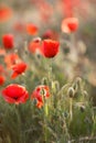 Wild flowers of the red poppy