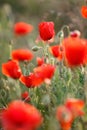 Wild flowers of the red poppy