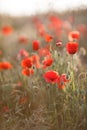 Wild flowers of the red poppy