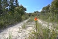 Wild flowers on the Curra Moor track Royalty Free Stock Photo
