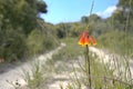 Wild flowers on the Curra Moor track Royalty Free Stock Photo