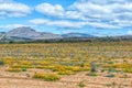 Wild flowers in a rooibos tea field near Clanwilliam