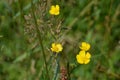 Wild Flowers Rough-Fruited Cinquefoil (Potenilla recta) Royalty Free Stock Photo