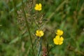 Wild Flowers Rough-Fruited Cinquefoil (Potenilla recta)