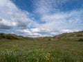 Wild flowers in the sand dunes at Braunton Burrows, North Devon. Nature landscape. Royalty Free Stock Photo