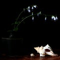 Wild flowers and sea shells