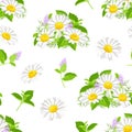 Wild flowers seamless pattern. Blooming camomile and mint on a white background. Vector botanical illustration Royalty Free Stock Photo