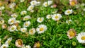 Wild flowers with selected focus