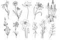 Wild flowers set. Hand drawn line black flowers, herbs and leaves, stem and petals. Herbal and meadow plant collection, decor