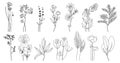 Wild flowers set. Hand drawn line black flowers, herbs and leaves, stem and petals. Herbal and meadow plant collection. Decor