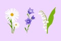 Wild flowers set. Vector daisy, bell flower and Lily of the valley isolated on light violet background.