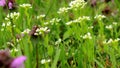 Wild flowers shaking on wind