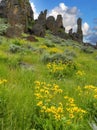 Wild flowers in a sidehill below rock panicles Royalty Free Stock Photo