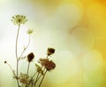 Wild flowers silhouette Royalty Free Stock Photo