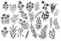 Wild flowers silhouette. Minimalistic floral botanical elements, nature blooming botany flowers monochrome brush