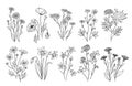 Wild flowers. Sketch wildflowers and herbs nature botanical elements. Hand drawn summer field flowering vector set Royalty Free Stock Photo