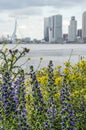 Wild flowers and the skyline